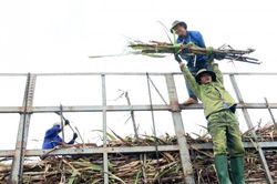 Nông dân Gia Lai phấn khởi với vụ 'mía ngọt' trên đất cằn