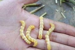 Sự thật sâu chít bổ thận, tráng dương