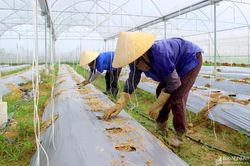 Miền Trung đẩy mạnh nông nghiệp xanh, bền vững