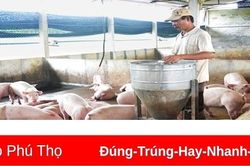 Giá lợn tiếp tục giảm, người chăn nuôi gặp khó