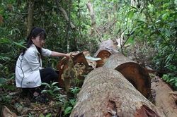 Nạn phá rừng tại Gia Lai lại 'nóng'