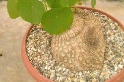 Một số bài thuốc trị bệnh từ củ bình vôi