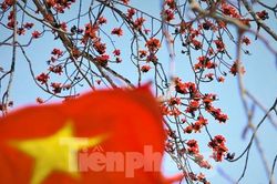 Mê mẩn những cây hoa gạo cổ thụ bung nở như tranh