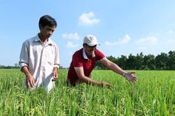 Không còn nỗi lo sâu cuốn lá kháng thuốc, nông dân an tâm canh tác