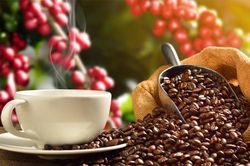 Giá cà phê hôm nay 15/3: Giảm mạnh ở trong nước và thế giới
