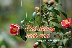 Tản văn hay: Hải đường dưới mưa
