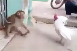 Clip: Gà trống 'tỷ thí võ nghệ' với khỉ và cái kết bất ngờ