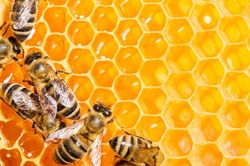 Tác dụng tuyệt vời của keo ong với sức khỏe