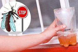 Mẹo khiến muỗi chết cả đàn chỉ với một lon bia và bột giặt, không cần hóa chất độc hại