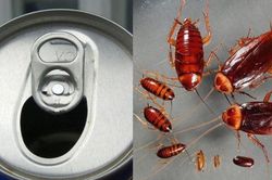 Dùng lon bia uống dở '1 phát ch.ết trăm', cả đàn gián một đi không trở lại