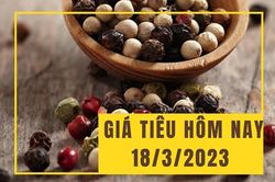 Giá tiêu hôm nay 18/3: Vững mốc 66.500 đồng/kg
