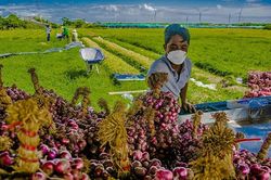 Trung Quốc là thị trường nhập khẩu hành, hẹ, tỏi lớn nhất của Việt Nam