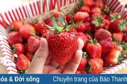 Trái dâu tây 'đáng thương'