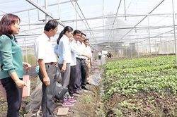 HTX liên kết sản xuất quy mô lớn, nâng cao giá trị gia tăng