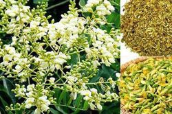 3 bài thuốc hỗ trợ trị bệnh tim liên quan đến tăng huyết áp
