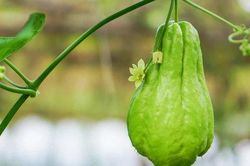 Có thể bị thiếu dinh dưỡng do ăn su su sai cách