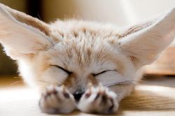 Sửng sốt vẻ đẹp 'mê hồn' của động vật chuyên sống về đêm