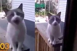 Clip: Mèo 'khóc lóc' xin chủ cho vào nhà
