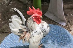 Kinh ngạc loài gà tí hon nhưng 'đắt cắt cổ', đại gia thi nhau lùng
