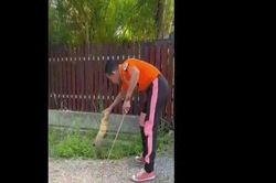 Điều xảy ra 3 giây sau khi thợ bắt rắn tiếp xúc với hổ mang chúa dài 3,5m