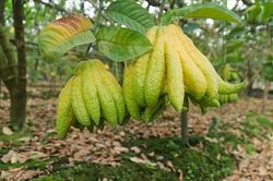 Tác dụng tuyệt vời của quả phật thủ với sức khỏe