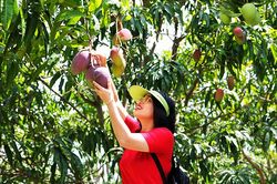 Trải nghiệm vườn xoài ở Cam Lâm