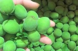 Mơ xanh đầu mùa giá bán gấp đôi so với thời điểm chính vụ, nhiều người vẫn săn lùng