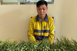 Mang hơn 8kg cây thuốc phiện đi đầu thú khi đồng bọn bị bắt