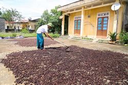 Cây 'lộc rừng' xóa đói giảm nghèo cho đồng bào dân tộc thiểu số