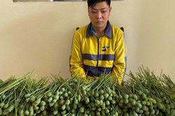 Bắt đối tượng mua bán trái phép chất ma túy trước cổng trường Đại học