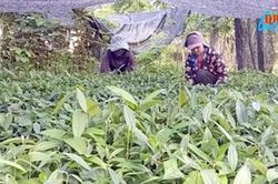 Ðảm bảo cây giống trồng rừng