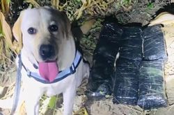 Phát hiện 12,5kg ma túy, chó nghiệp vụ được thưởng vòng hoa chân gà