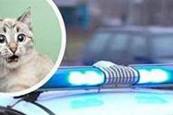 Bị phạt nặng vì vô cớ hạ sát thú nuôi