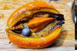 Đang ăn vẹm đỏ, mừng hụt tưởng vớ bẫm 'báu vật' đắt đỏ