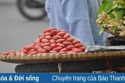 Nhót xưa hoài niệm