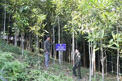 Bắc Hà đẩy mạnh sản xuất quế hữu cơ