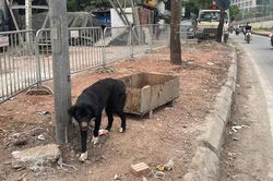 Nhan nhản chó thả rông, không rọ mõm ở Hà Nội