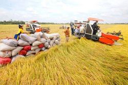 Xuất khẩu gạo tiềm năng, Cần Thơ dành 50.000 ha đất chuyên canh lúa chất lượng cao