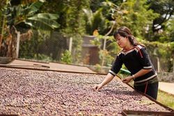 Xuất khẩu cà phê sang thị trường Hà Lan tăng trưởng 3 con số