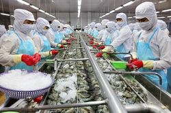 Xuất khẩu tôm tìm cách gỡ khó