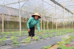 Nông dân Thạch Hà tất bật chăm sóc lứa dưa đầu năm