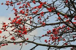 Tên con là Bông Hoa Gạo Đỏ