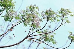 Thăm thẳm giêng hai