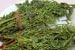 Sầu đâu: Nguồn dược liệu quý
