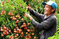 Sắp tới mùa vải thiều, Hải Dương in 1.000 thư mời hỗ trợ tiêu thụ vải