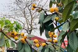Loại quả chỉ nhà giàu mới mua về ăn, được nhiều người nhân giống thành công tại vườn nhà