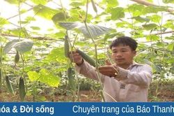 Mô hình nông sản sạch đầu tiên ở xã vùng cao đặc biệt khó khăn