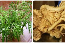 Cây đinh lăng - không chỉ làm cảnh mà còn là 'nhân sâm' của người nghèo