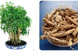 Ngũ gia bì: Từ cây cảnh đến bài thuốc quý trong Y học cổ truyền