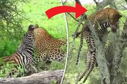 Clip: Báo hoa mai 'xử đẹp' ngựa vằn trong nháy mắt
